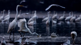 Dość już selfie! - konkurs fotograficzny GetBack Hobby, - Spółka GetBack S.A., wraz z magazynem ASF International Fine Art Photography, przygotowała dla swoich klientów wyjątkowy konkurs fotograficzny. Laureatów najlepszych zdjęć czeka umorzenie lub zaniechanie zadłużenia obsługiwanego przez GetBack.