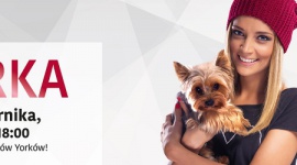 „Dzień Yorka” w Zielonych Arkadach Hobby, - Są dziarskie, zuchwałe i niezwykle urocze, a 20 października będą obchodziły swoje święto.