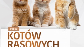 Kocie piękności po raz czwarty zawitają do Zielonych Arkad Hobby, - Kryją w sobie wiele tajemnic i są świetnymi kompanami do zabaw